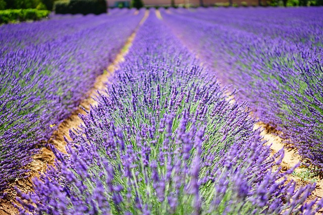 Lavanda Fresca